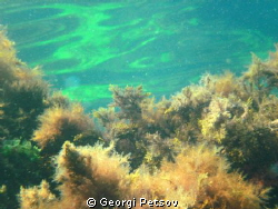 Underwater reflection
These plants - cistozira and algae... by Georgi Petsov 